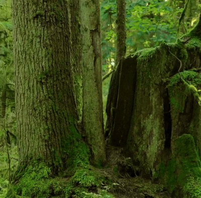 Sustainable Sources